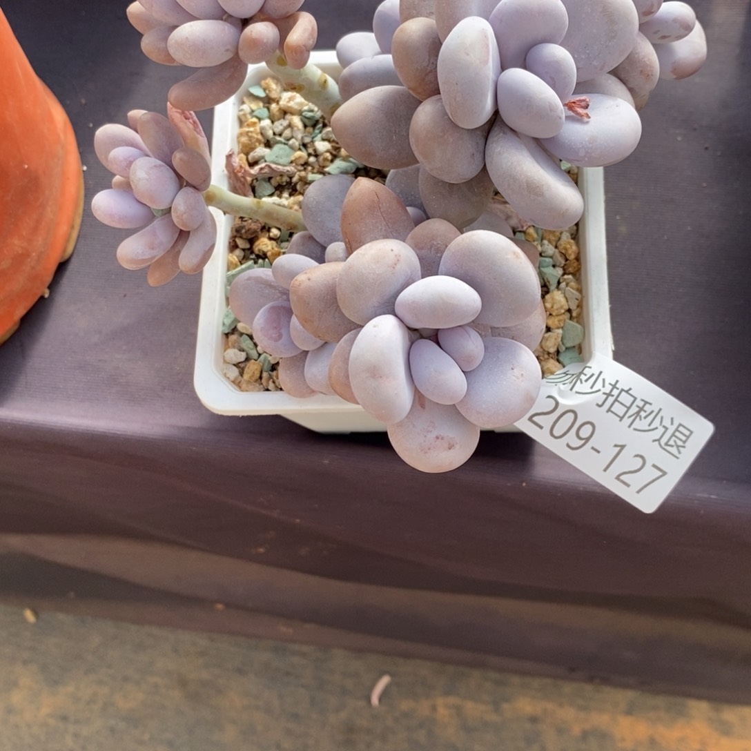 ?****?芝秒拍秒退 1209-127奶酪