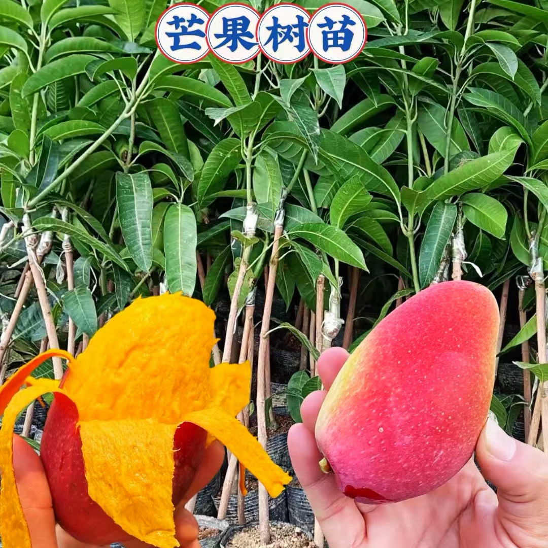 广西芒果苗金煌芒果树苗四季芒果树嫁接苗桂七芒果树苗可盆栽地栽