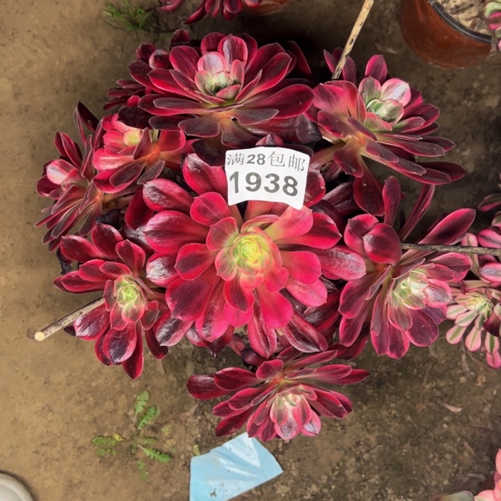 1938特价婚纱不包损多肉