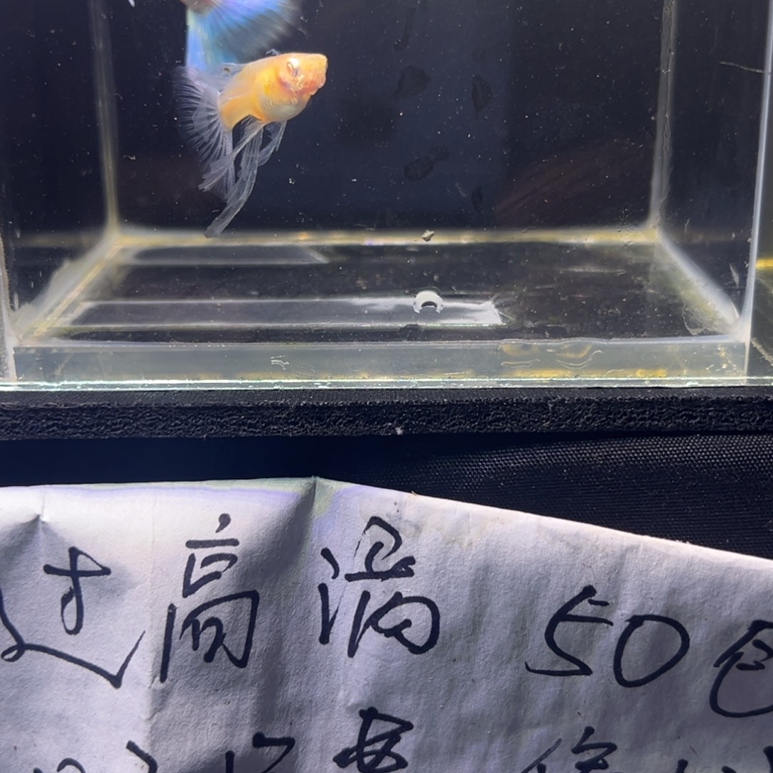 孔雀鱼蓝白秀球压成21