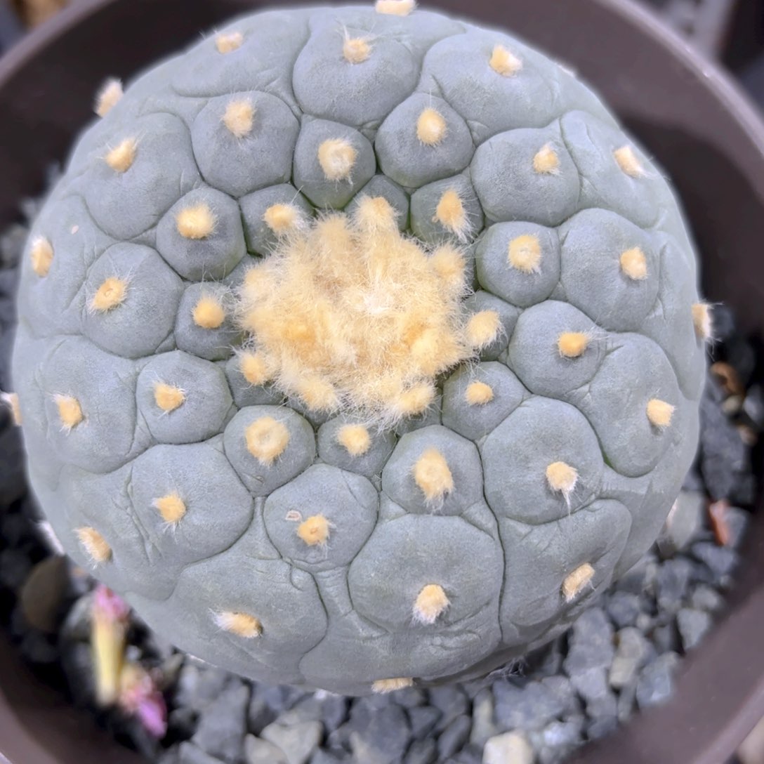 螺旋小尤佛头）g G g g g g