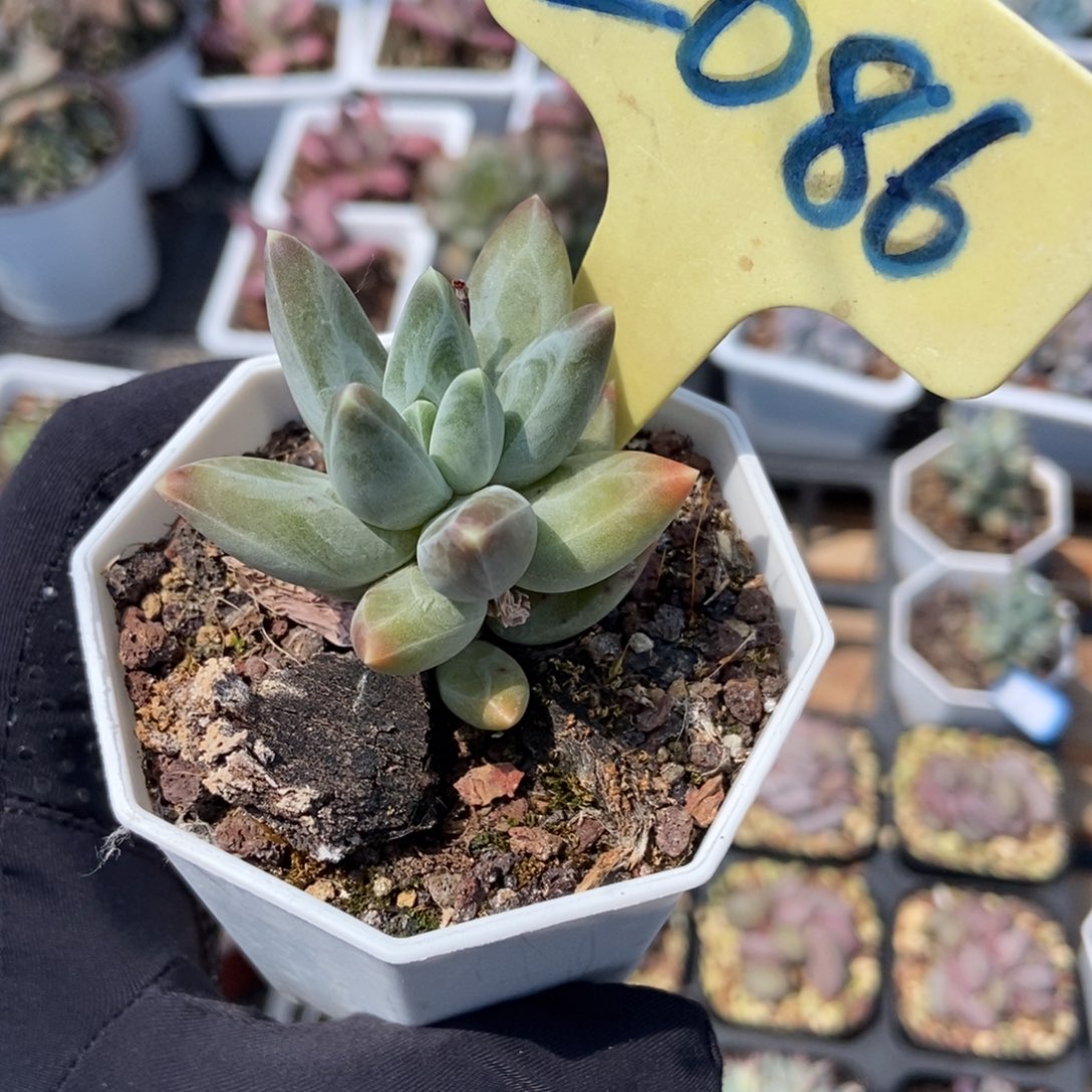 2086乌拉克拉多肉植物