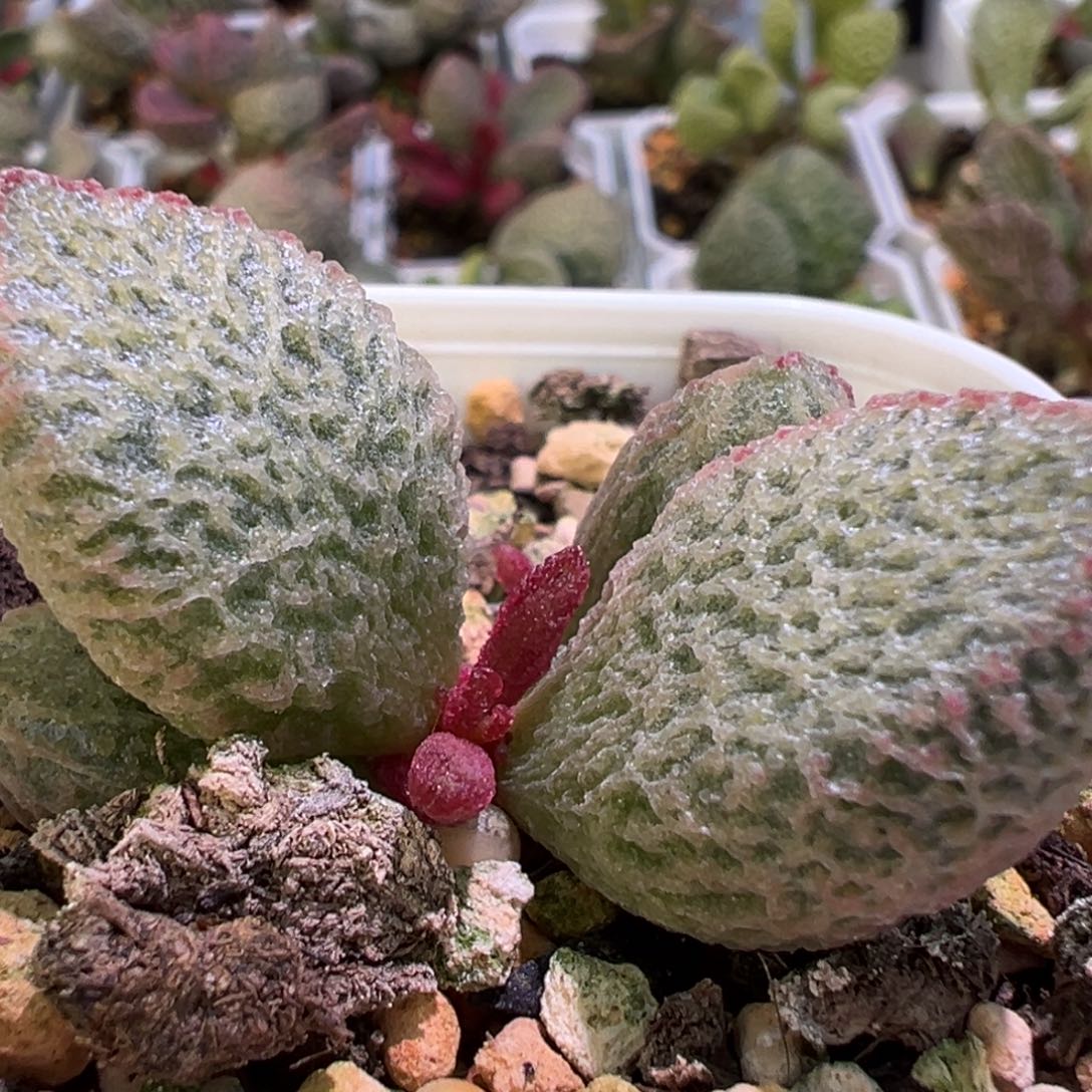 网格纹实生新品多肉植物水泡