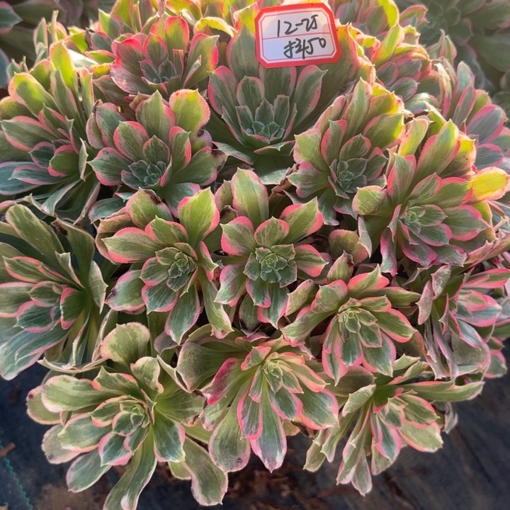 青丝多肉法师不包损50