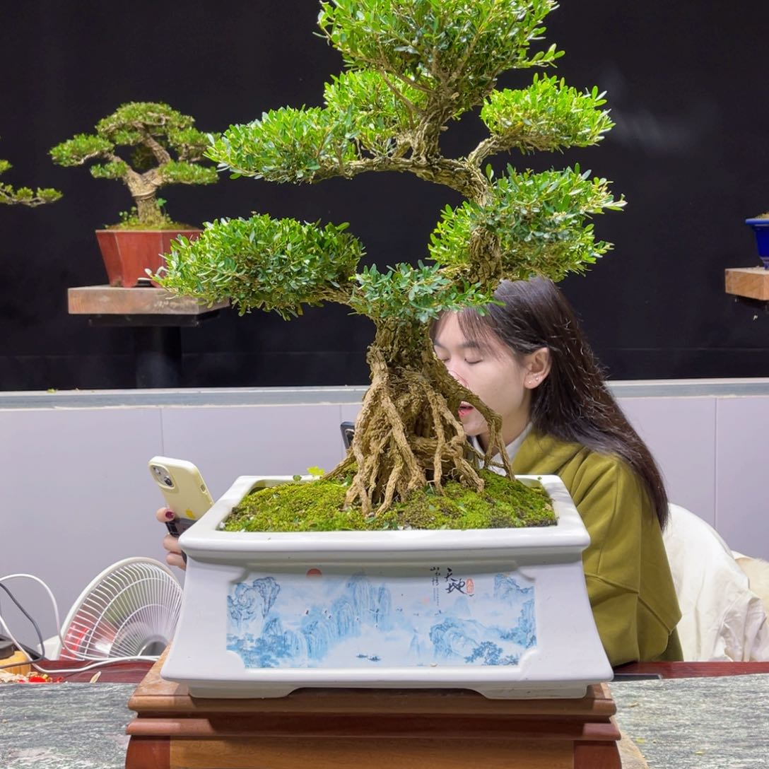 四季常青老桩黄桩盆景