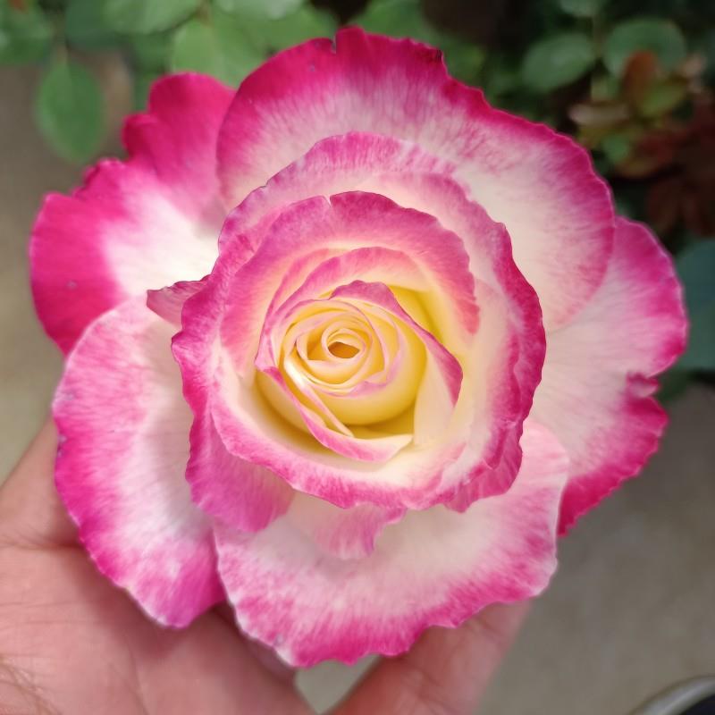 国月大花月季大花苗浓香庭院多季盆栽灌木绯扇红双喜切花玫瑰花苗