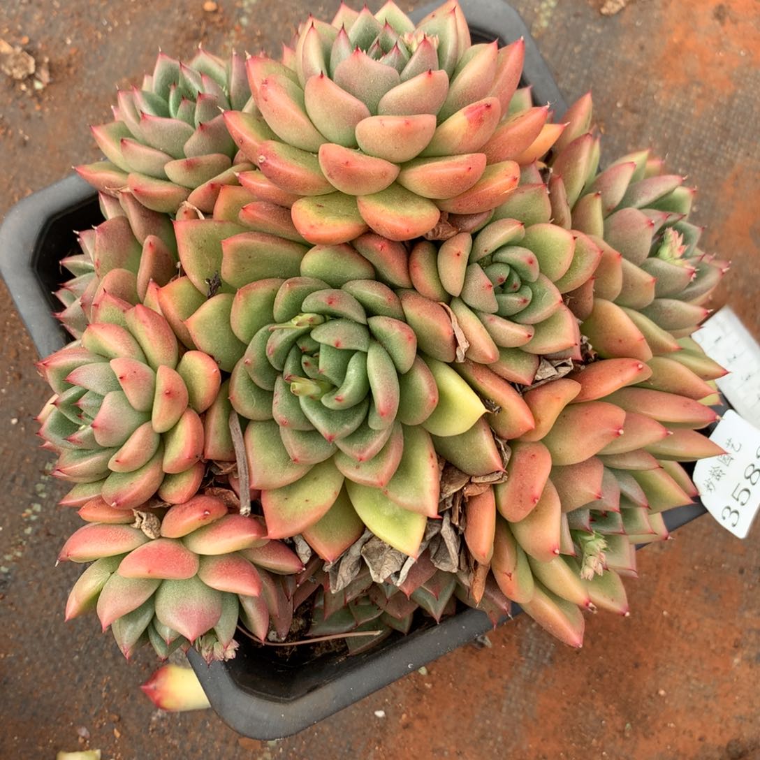 3582杂交精品基地18厘米