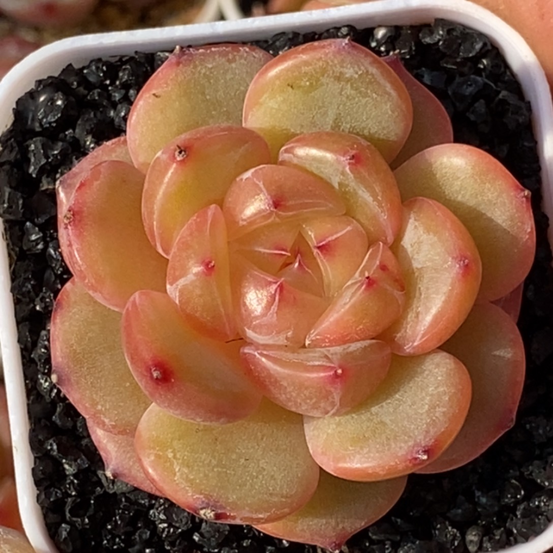 天官赐福百无禁忌