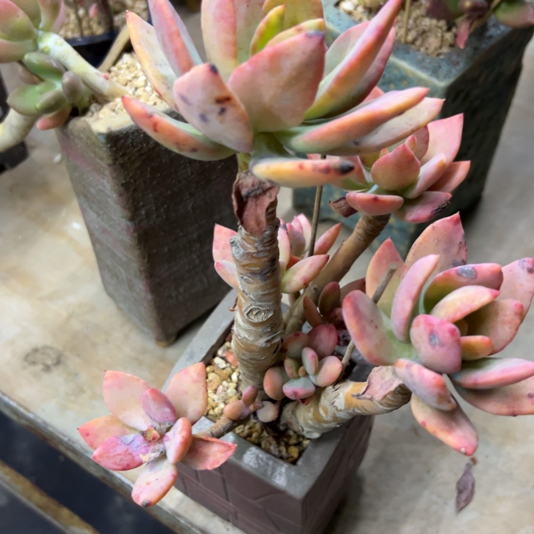 芒果美人有伤18 零零多肉植物