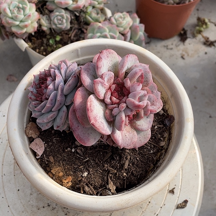 吃***w天鹅绒多肉植物群生