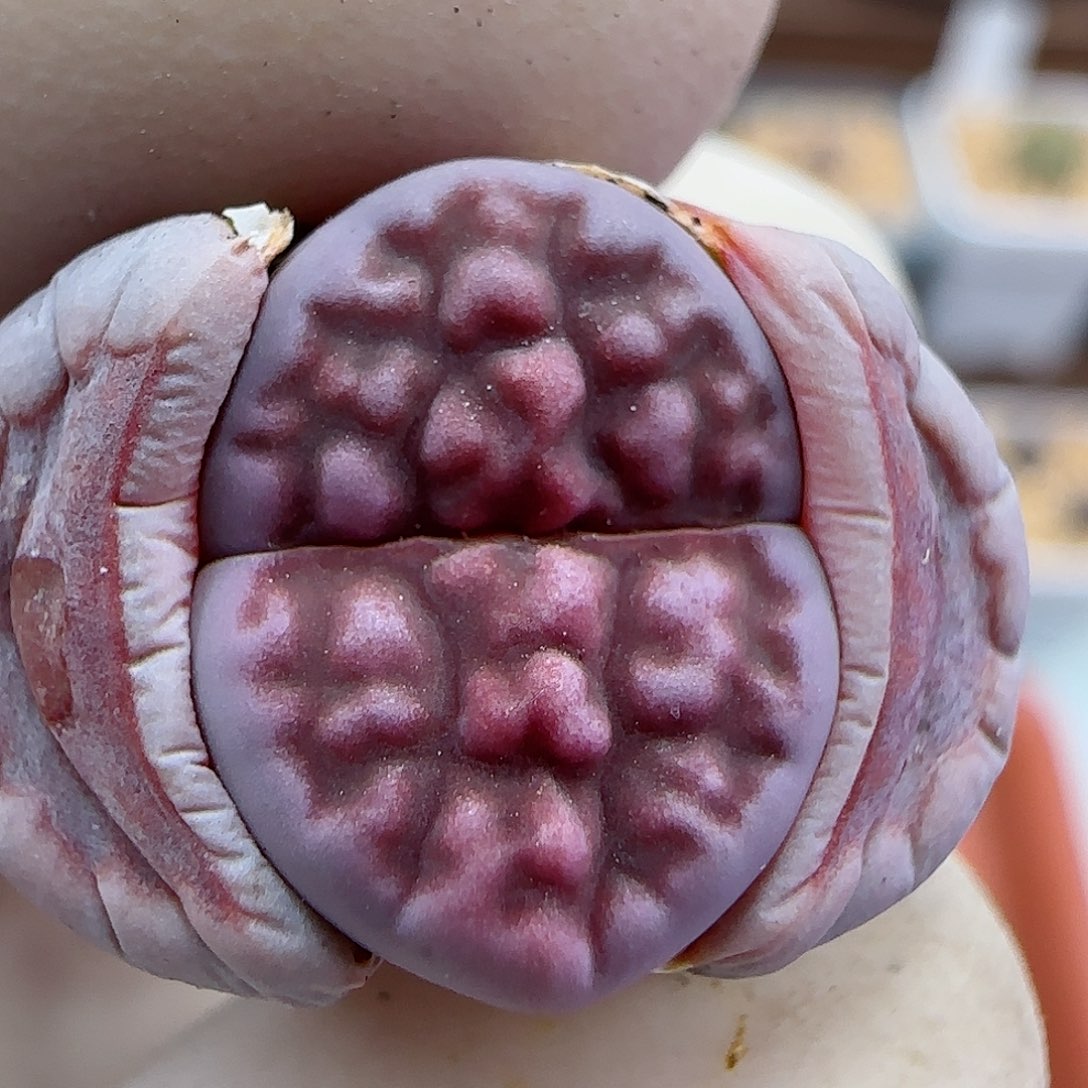 431阿克玫瑰福利