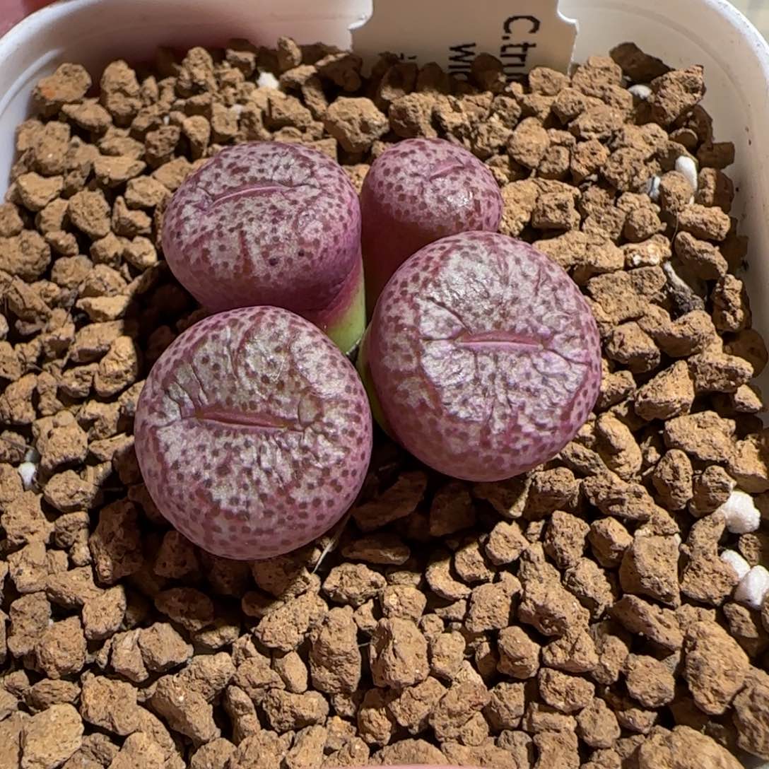 往***风肉锥多肉植物组合-1506