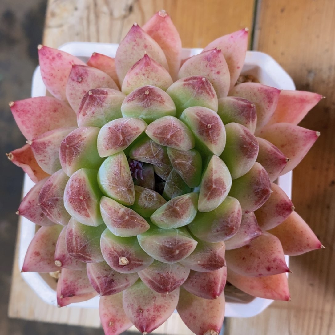 可问主播品种，下滑链接更多品种多肉选择