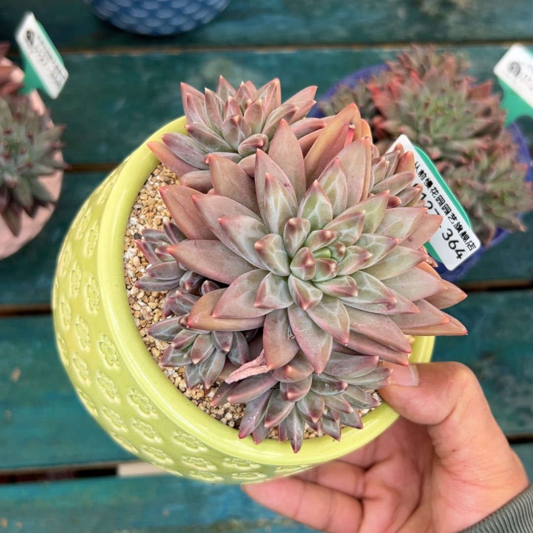 多肉一物一拍0127-364