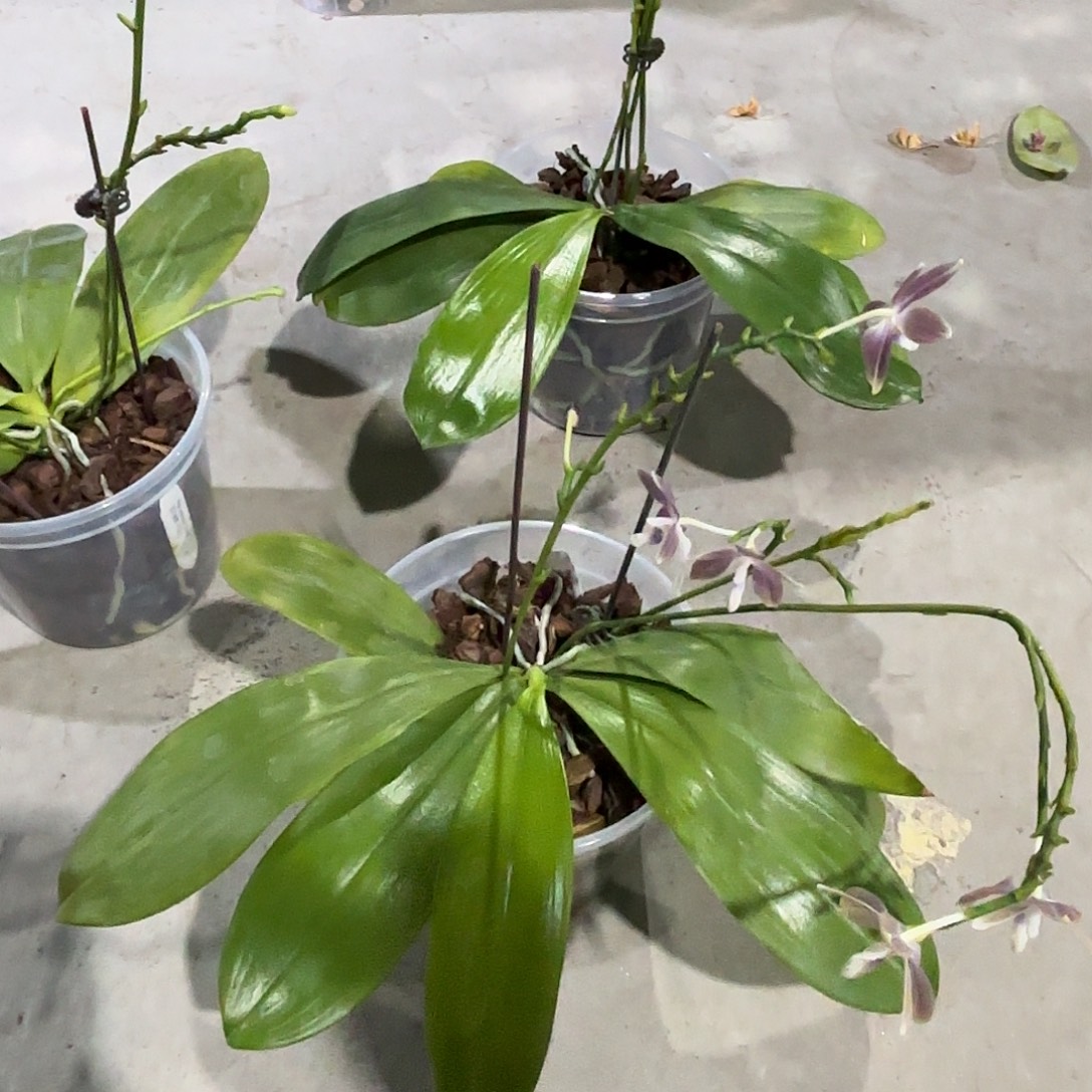 洛***哥大部分开放少量花苞芋头盾