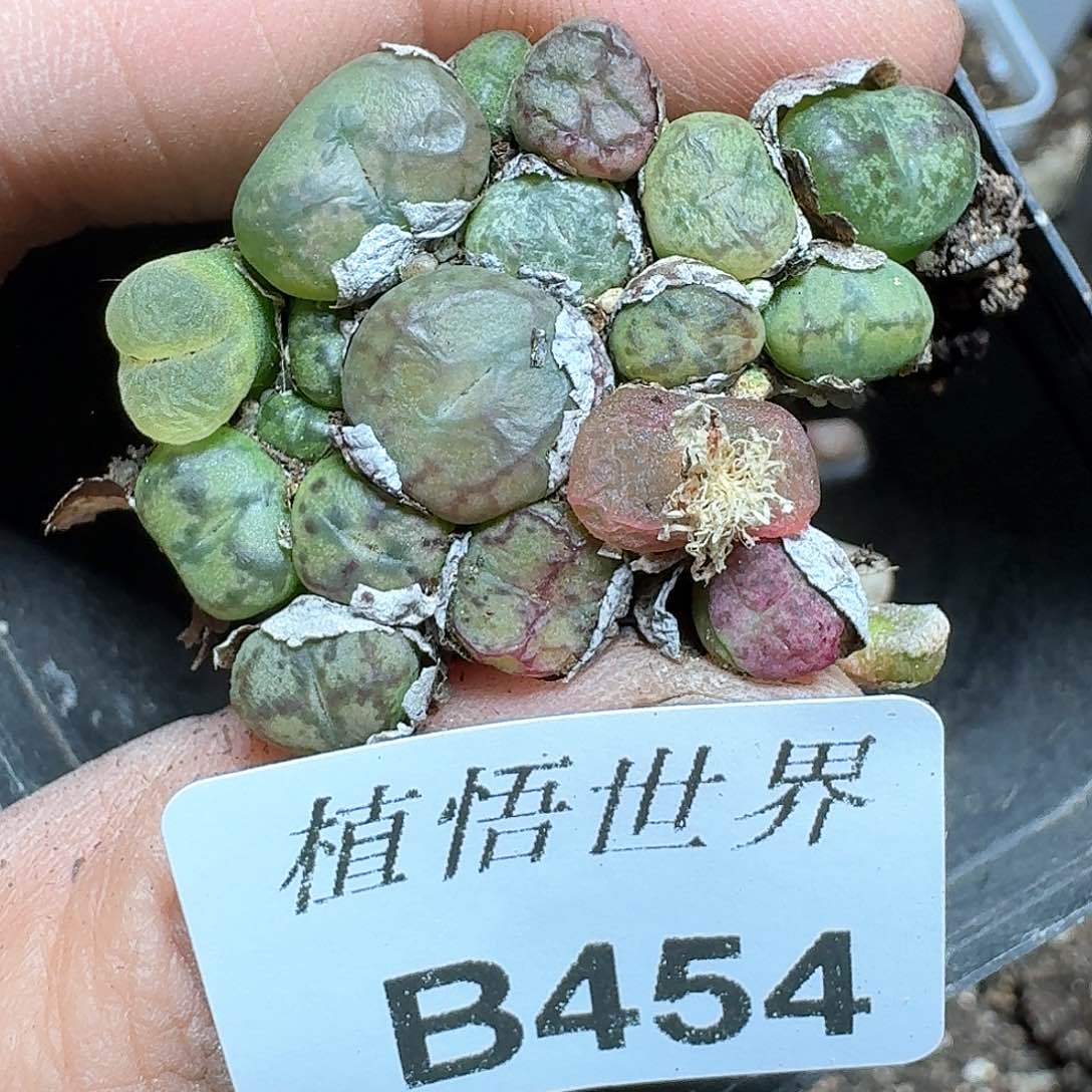 454号多肉植物哇c f