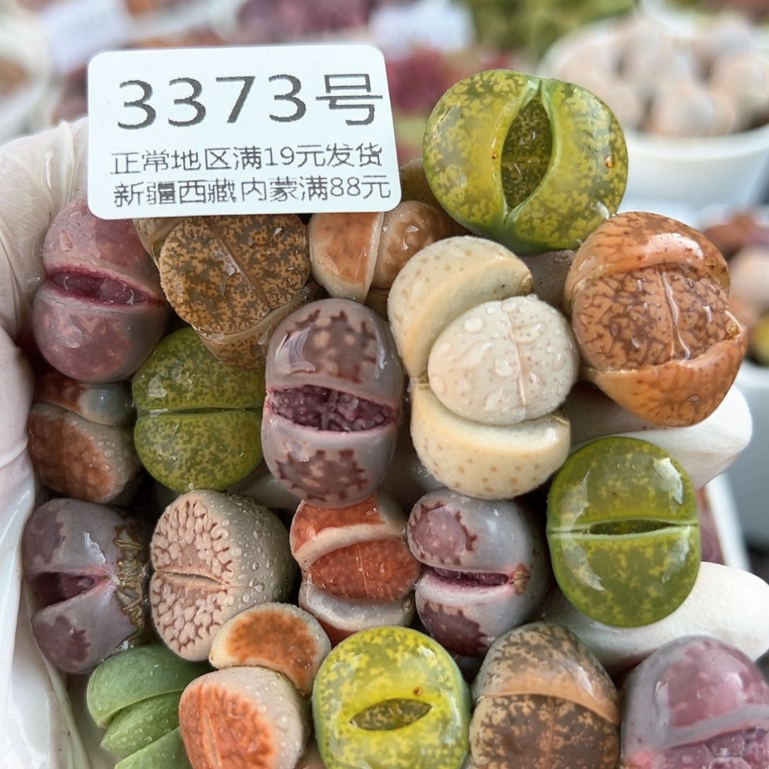 好养易活生石花大母本3373共20颗