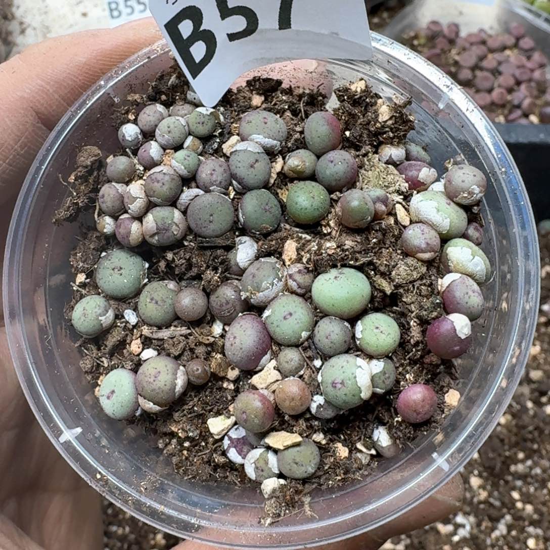 B57。红嘴中型小型嘴。编号混合