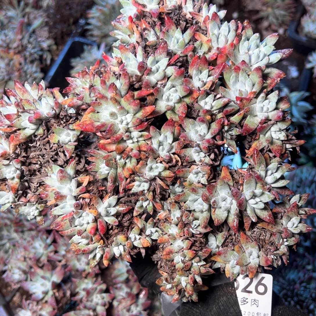 6526哈哈哈哈哈哈哈哈