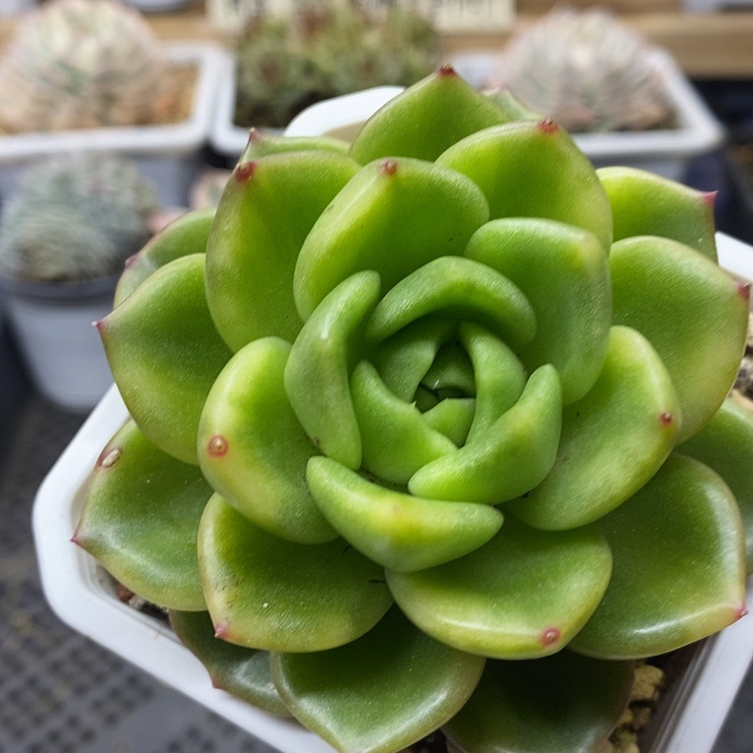 24171 白玫瑰花脸锦
