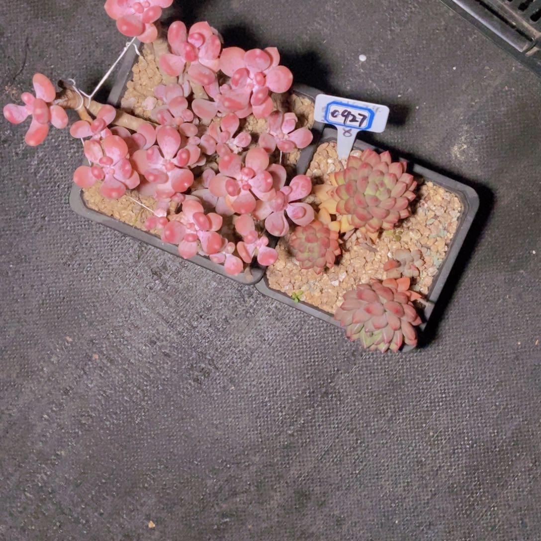 花***吧0927两颗一组一组