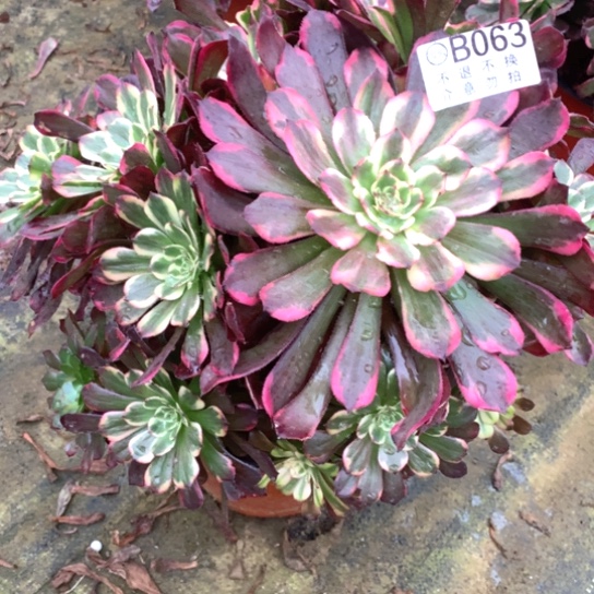 多肉植物烟花063不bao