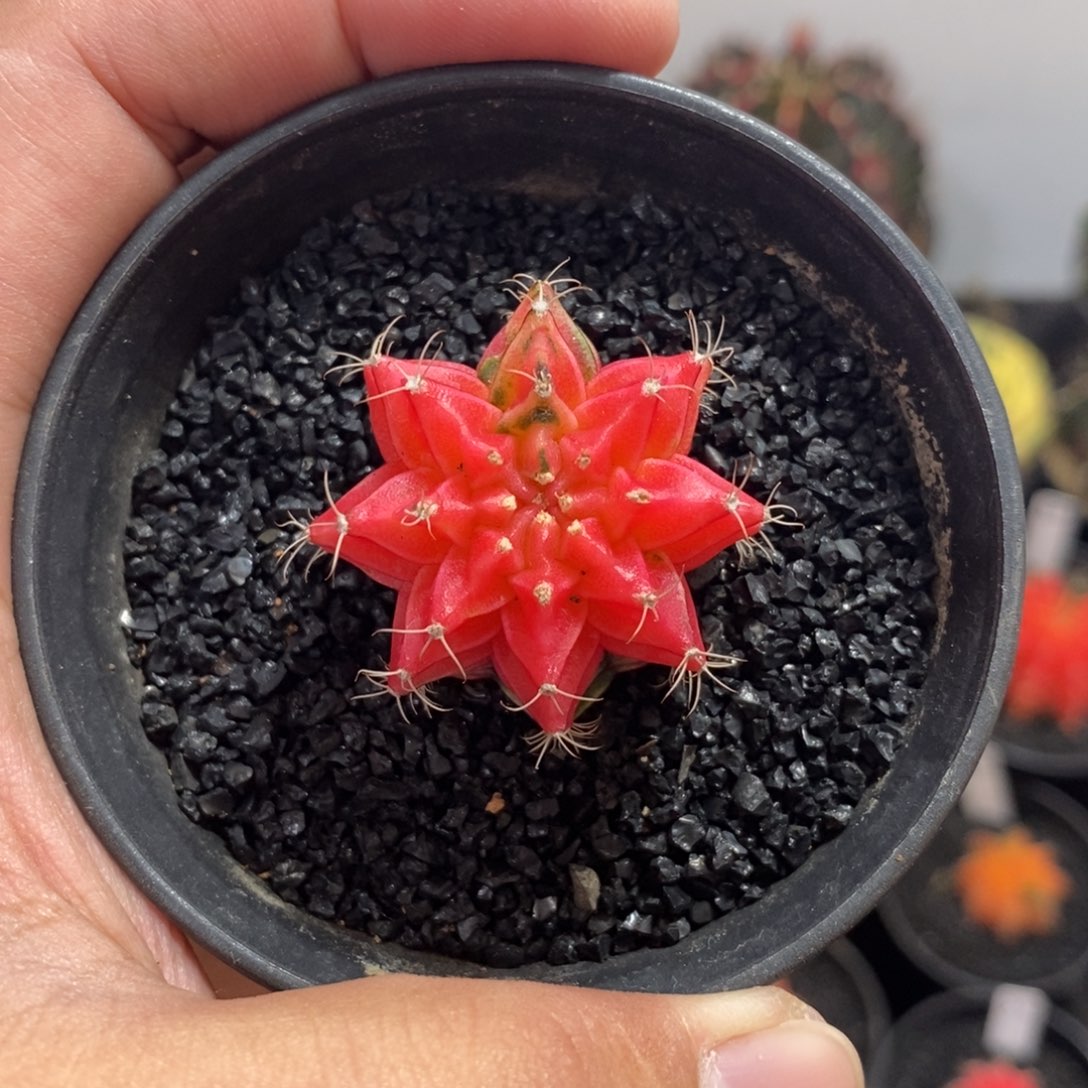 精品米哈—脱土发货23