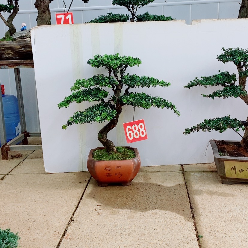 【闪购商品】罗汉松
