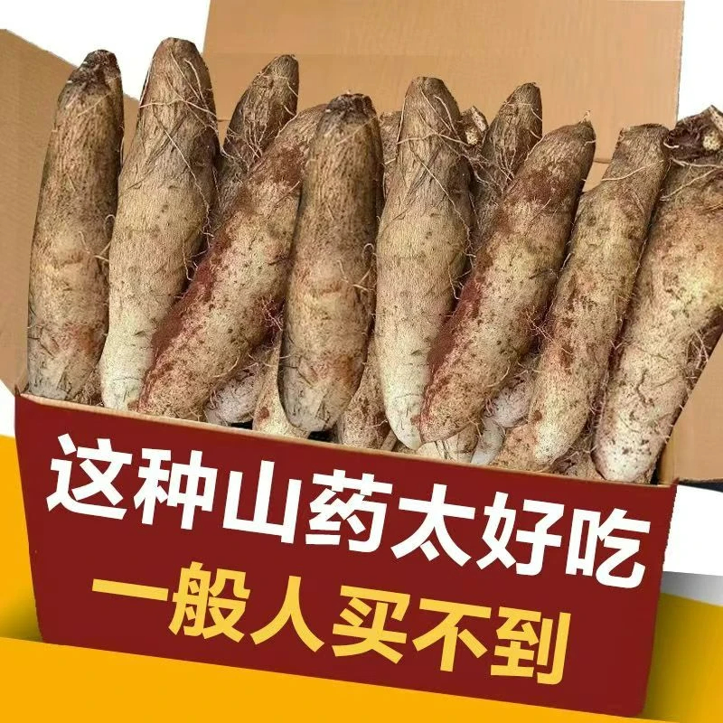 【云南特产】灵芝山药新鲜粉糯非铁棍秤砣淮山小白嘴蔬菜9/5/3/1斤