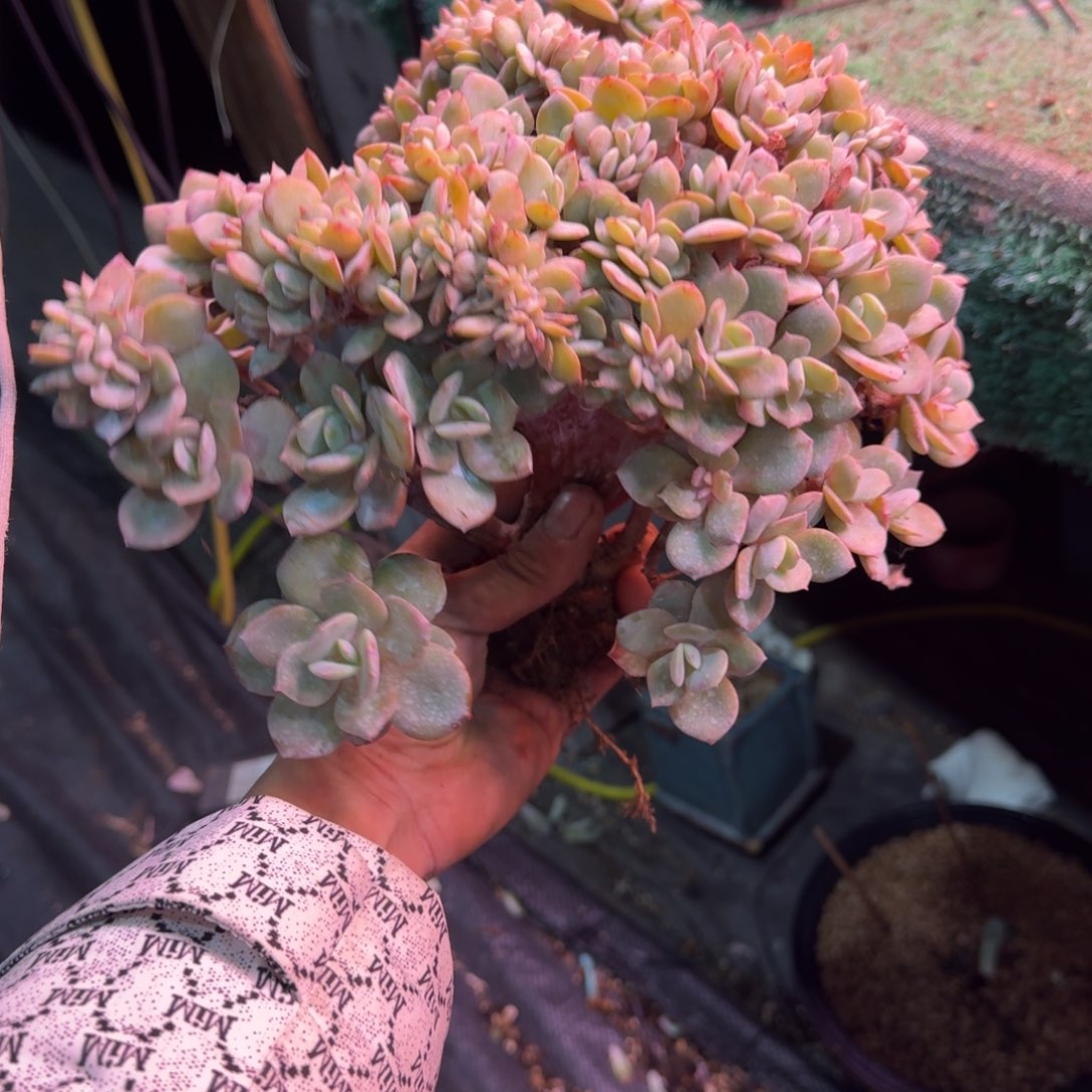 肩***蕾白凤声中多肉专拍