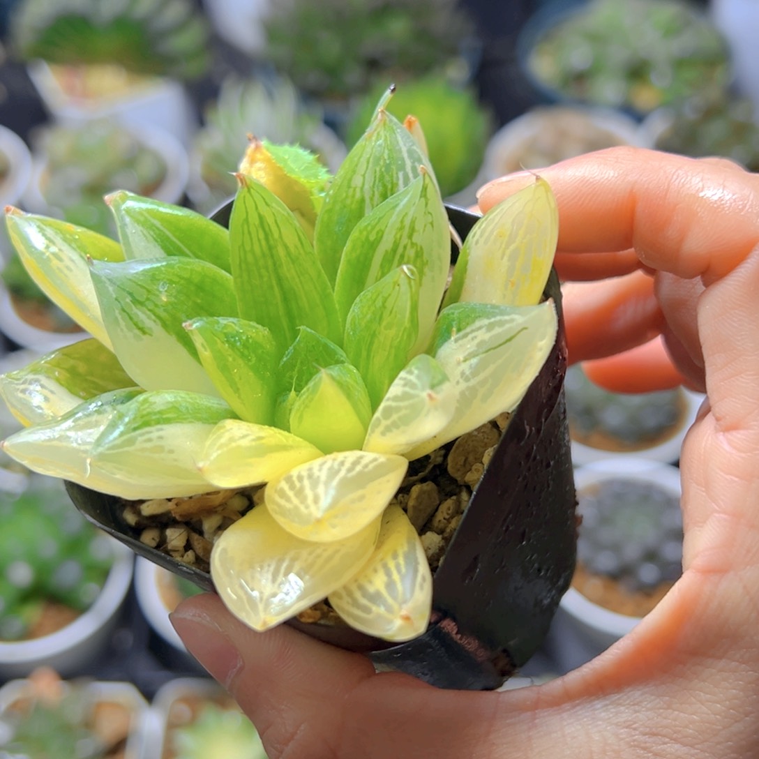 宝草锦玉露多肉多肉