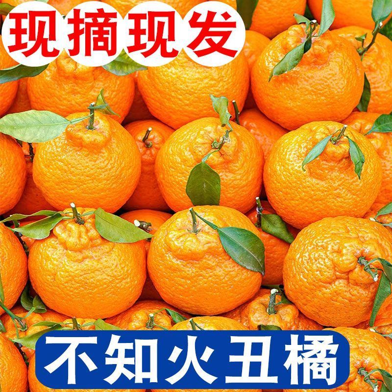 四川丑橘丑八怪橘子不知火孕妇新鲜水果柑橘丑桔