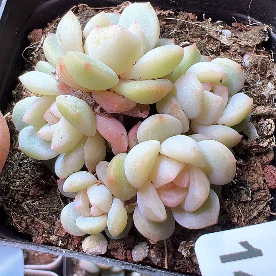 小卡拉米糖心一物一拍14-255