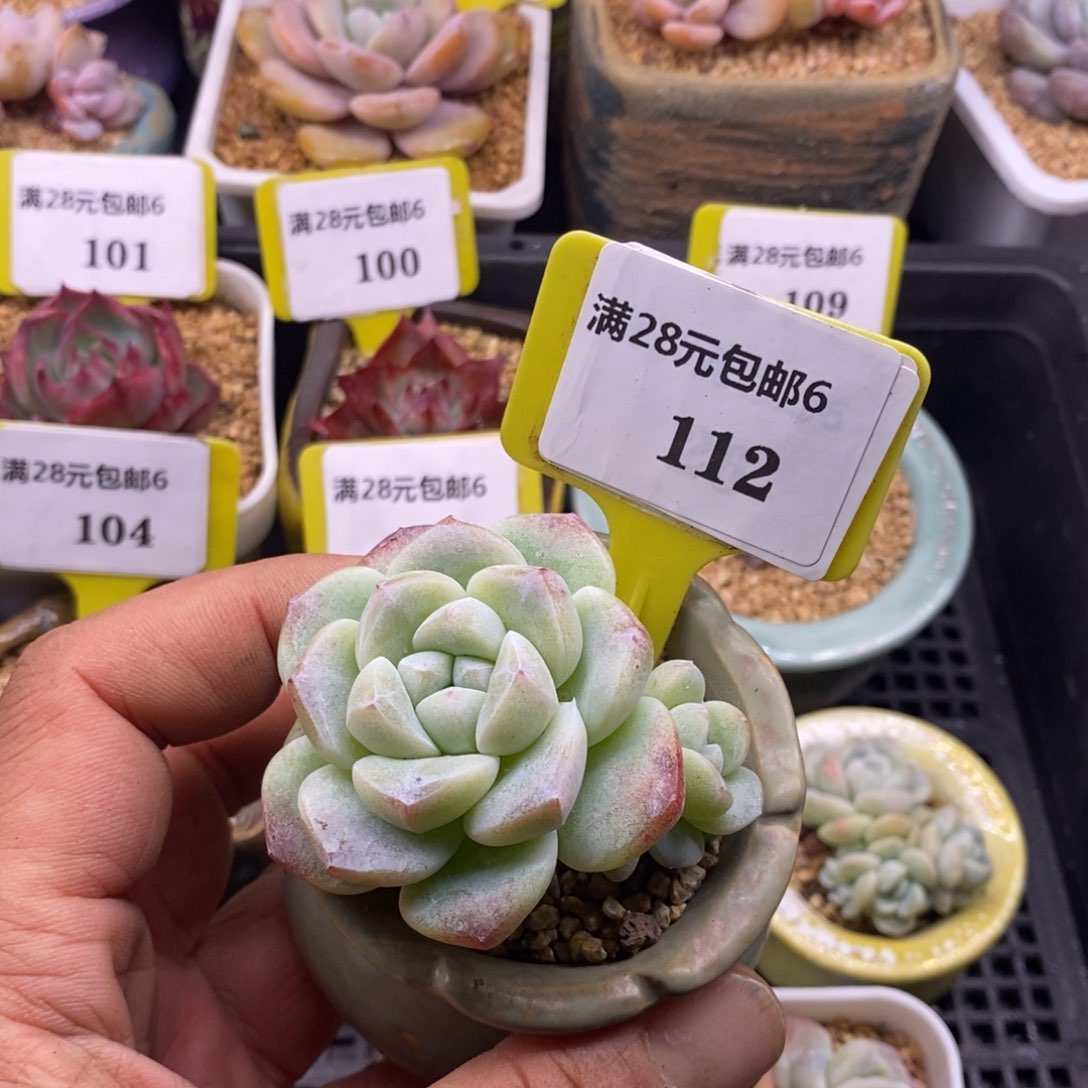 ❤️****6112冰玉福利多肉植物