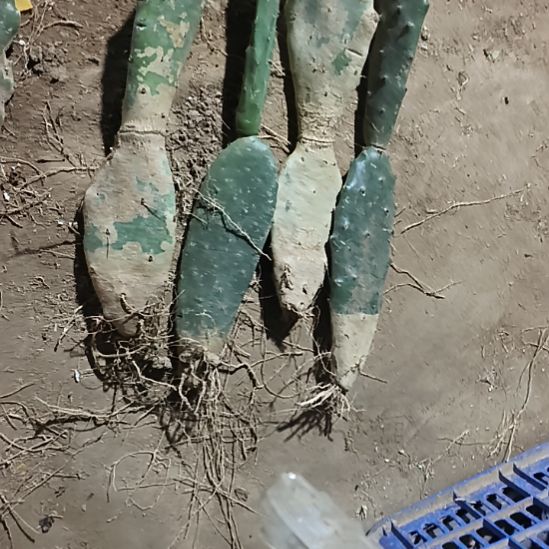 用***来仙人掌4颗脱土发货