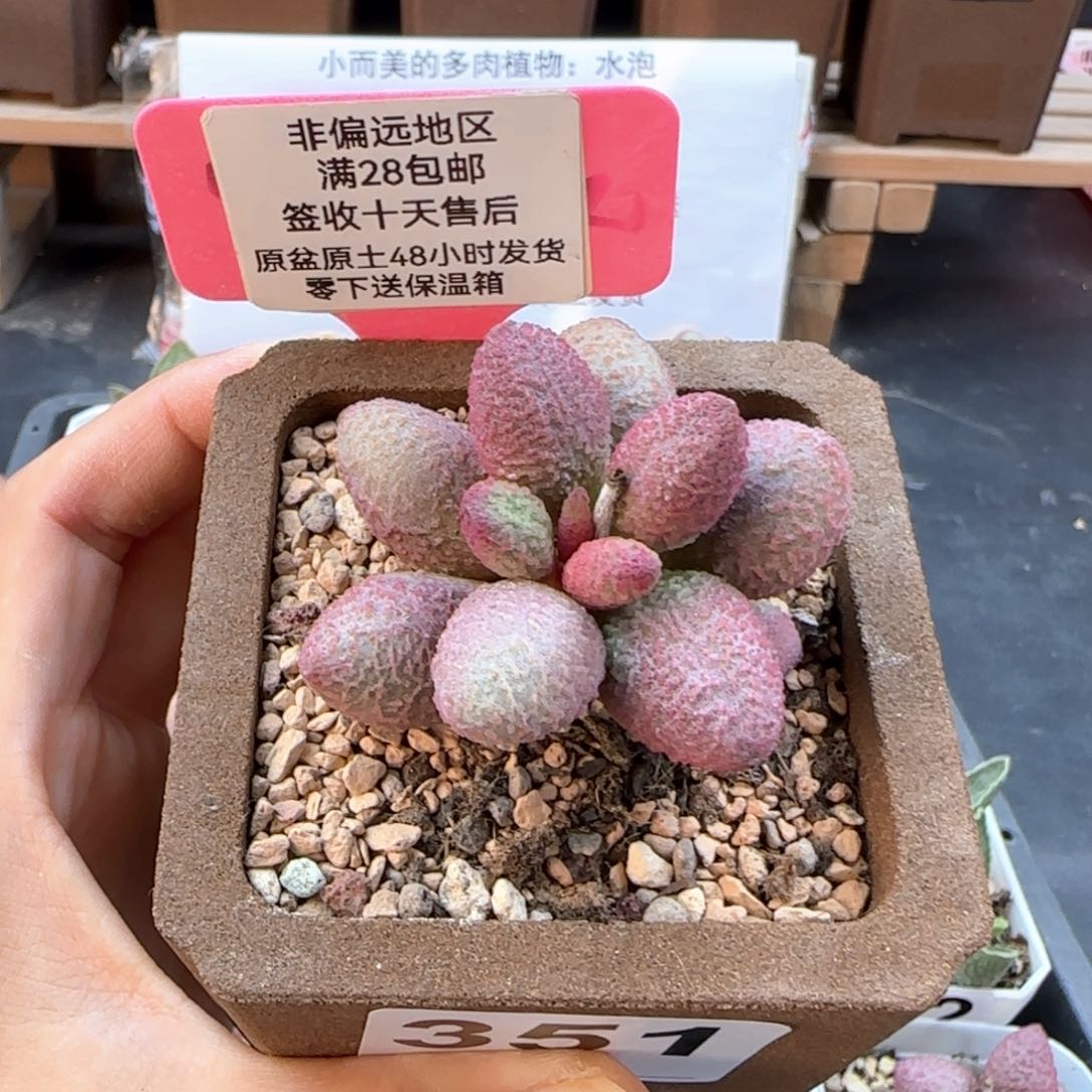 ?****?351糖果多肉植物