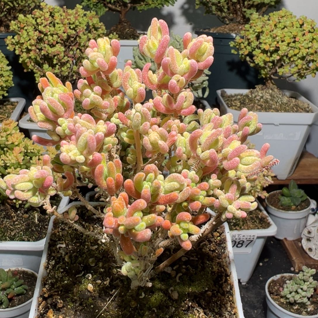 D3107橙叶白锦枝干