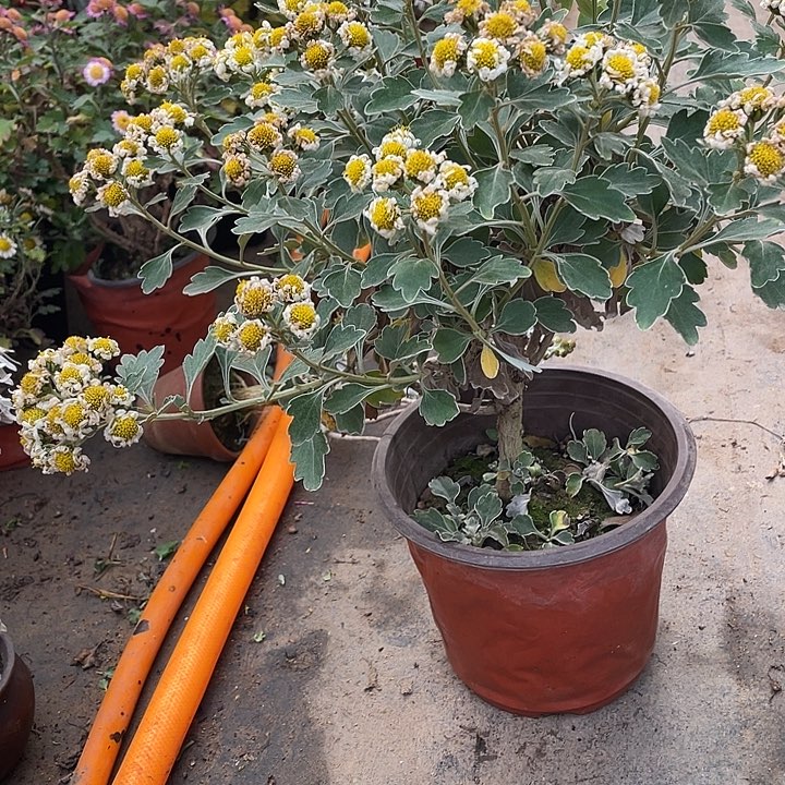 朵***朵58菊花菊花菊花菊花家