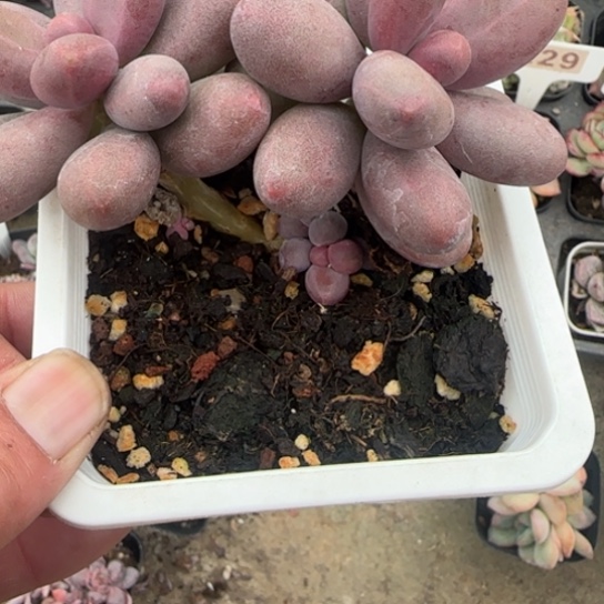 279糖果美人多肉植物多