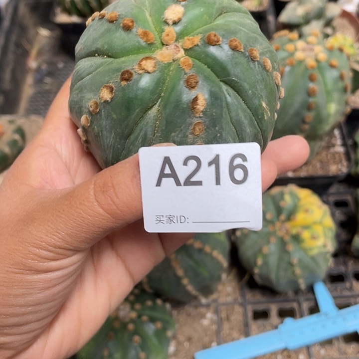 216号¥五角琉璃兜