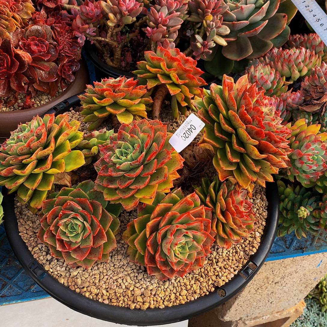 七***望       贝拉多肉04020