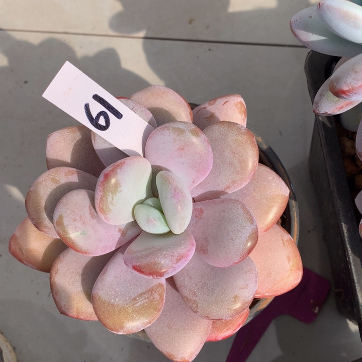 粉兔多肉植物277272727272