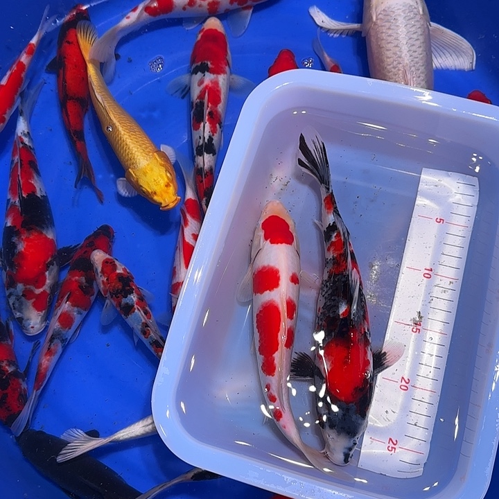 懂***秋海水鱼个小时左右给他回个短信