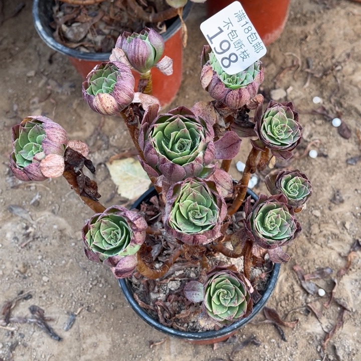 198万拉丝朵朵1号棚