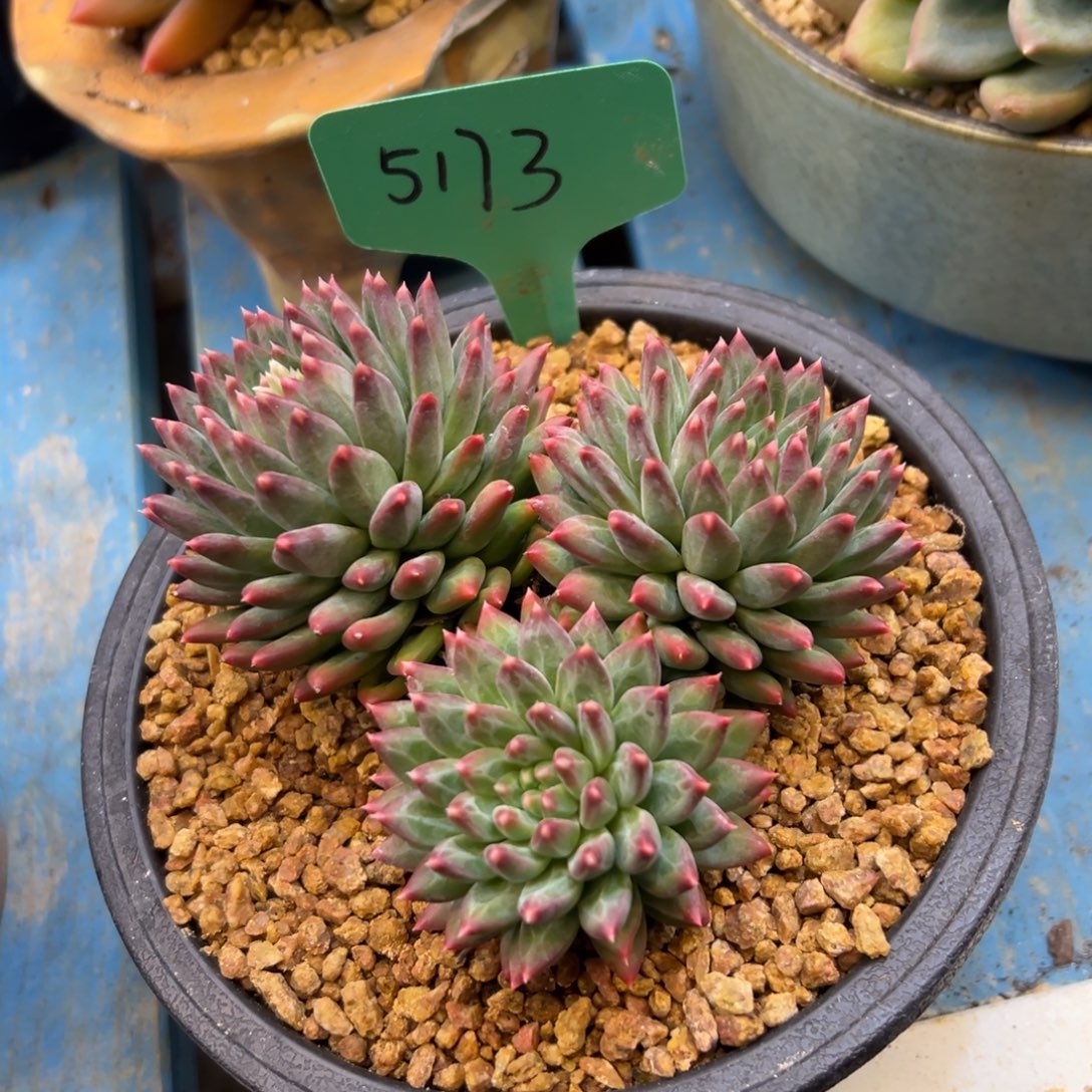 锦***华美人杂5173号一物一拍