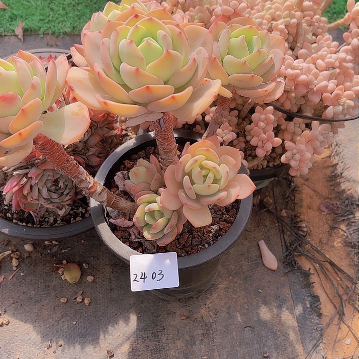 -****。2403白月光多肉植物