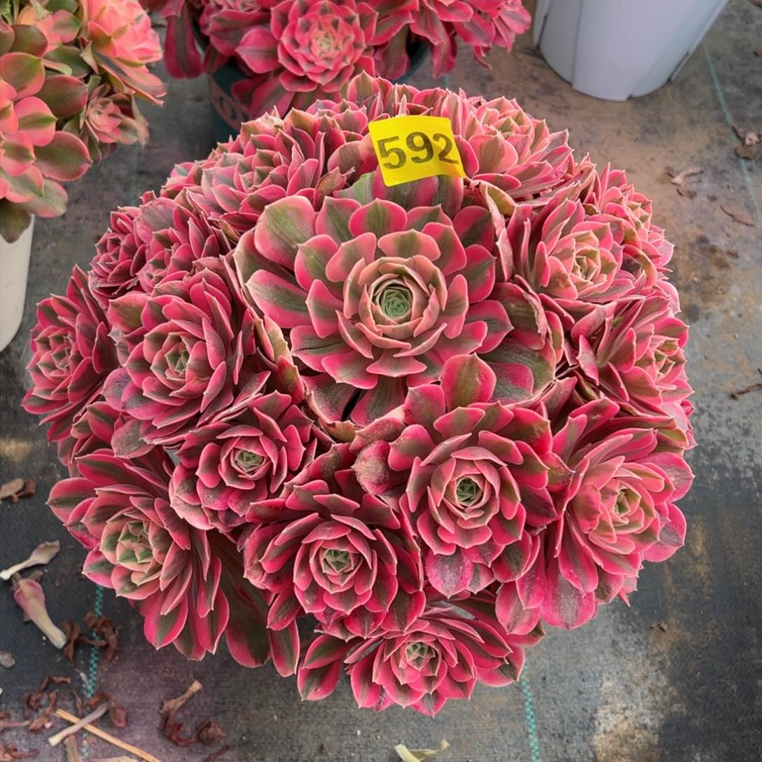 592红粉佳人法师多肉