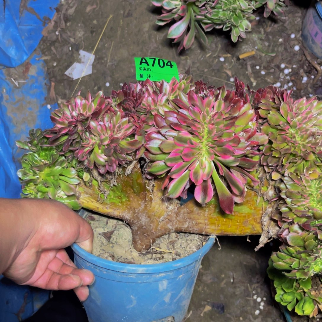 香妃法师缀化1-4¥