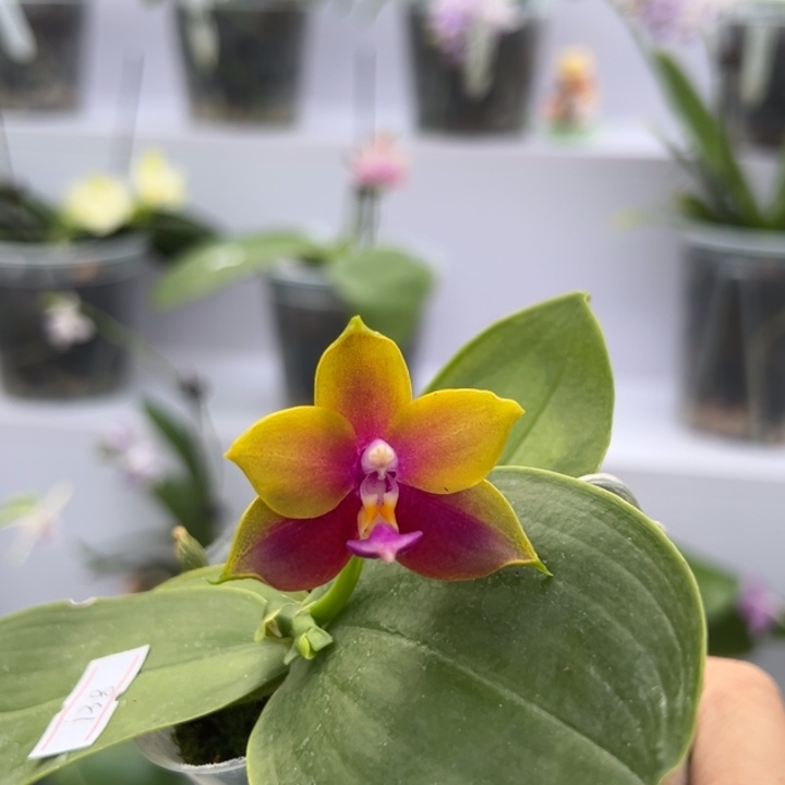 大部分花苞少量开放2.5寸杯BKH2250彩虹霓裳 香