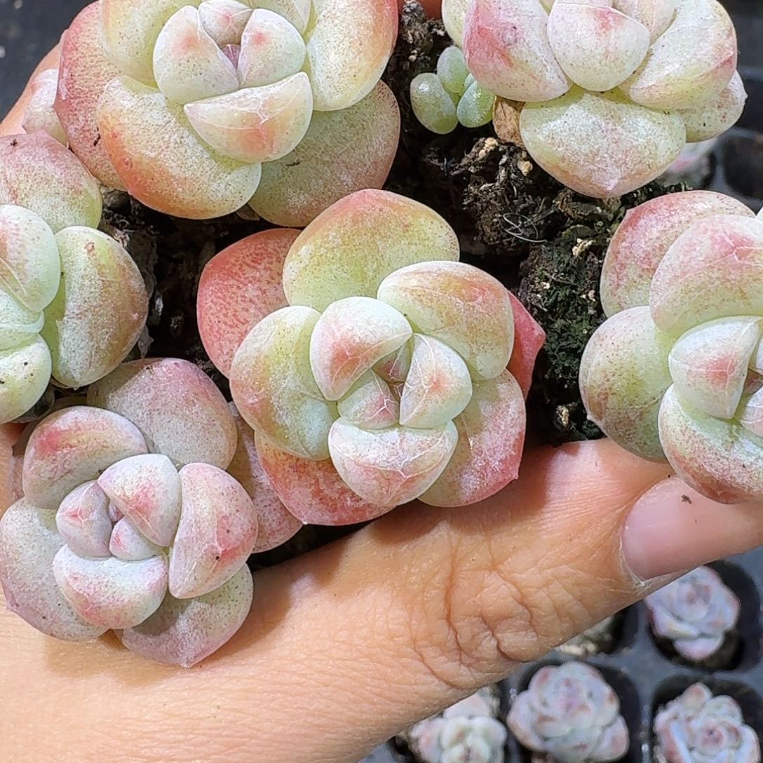 07号到手8颗，粉圆胖冰玉